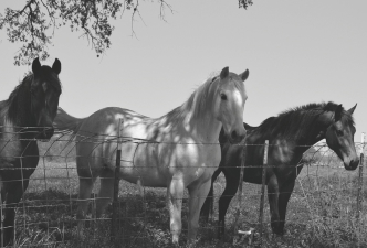 horses